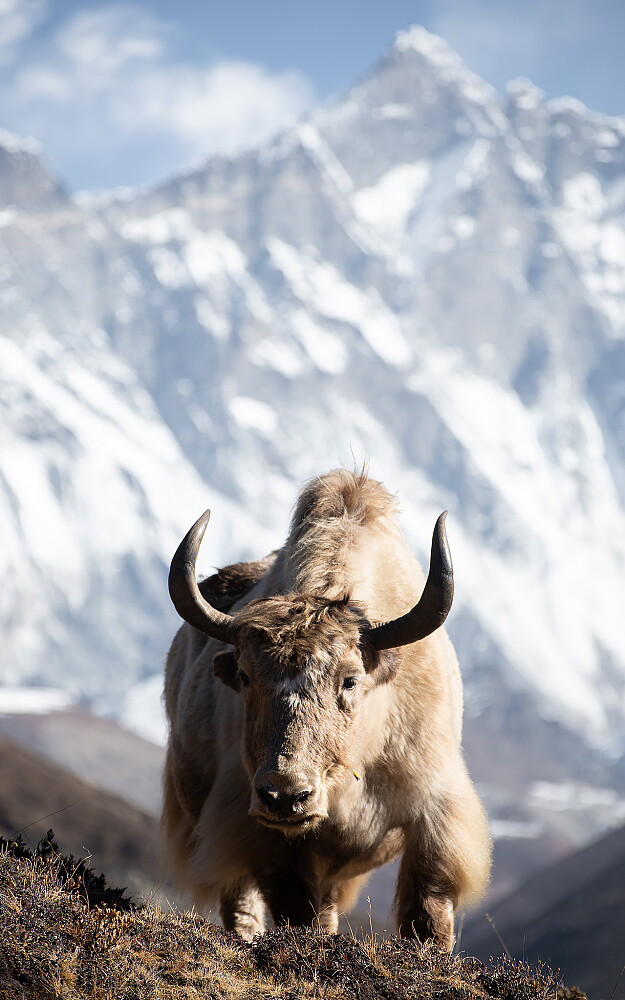 Yak med Lhotse i bakgrunnen
