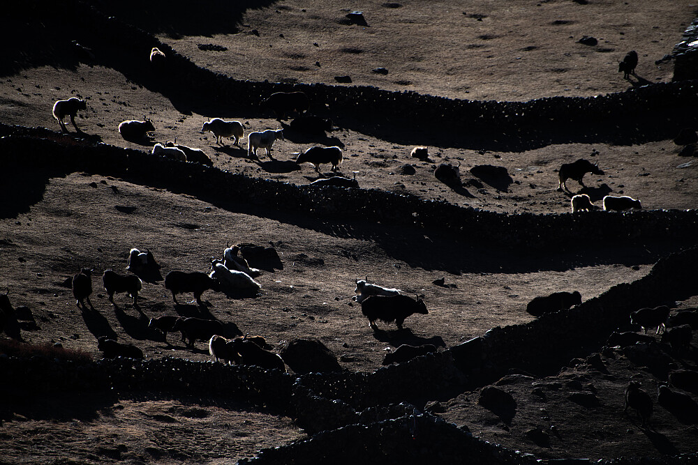 Yak-gårdene i Taboche