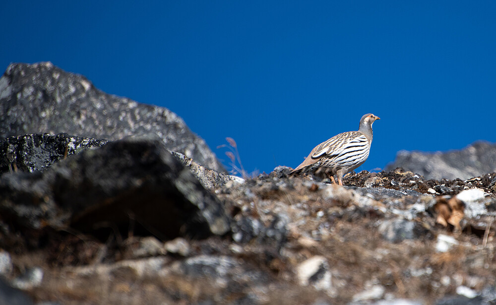 Himalayahøne. Oppfører seg noe likt norsk rype etter min erfaring og tror de skjuler seg i terrenget helt til de flakser avgårde om jeg kommer nærme nok. Vanskelig å se om de holder seg rolig, men som med rypene blir de ganske raskt avslørt når de beveger seg