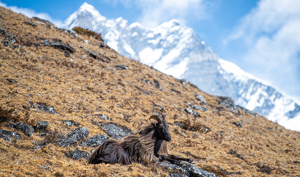 Himalayathar sett på tur ned, Lhotse i bakgrunnen. Dette er villgeit som holder til fra 3000m til 5000m i Himalaya