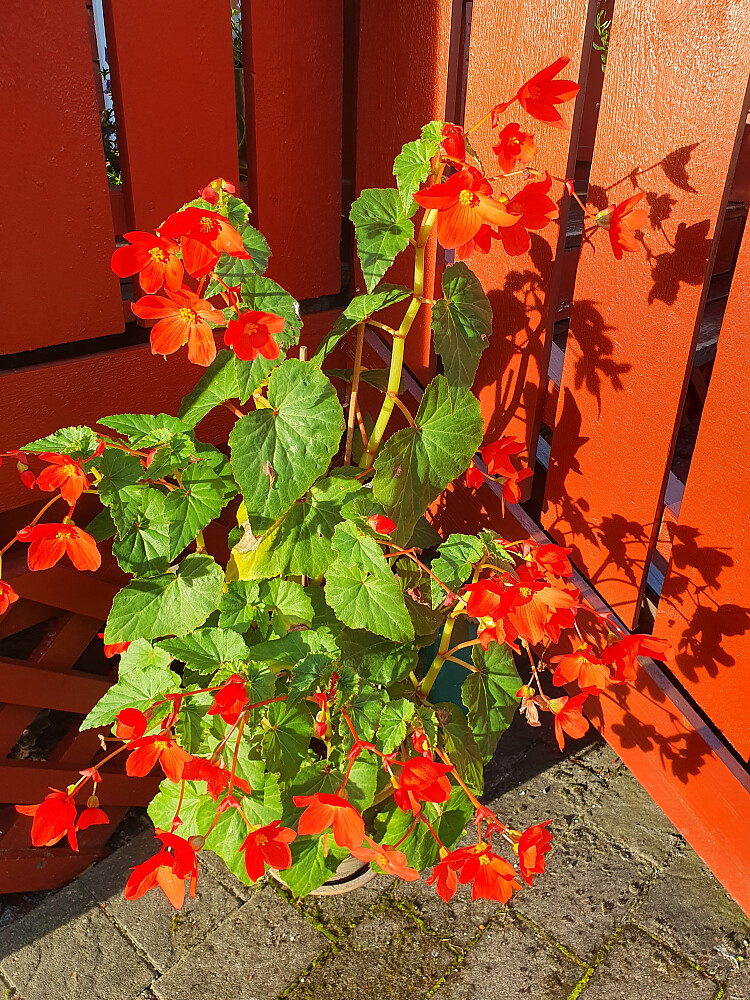 Litt blomsterbilder utenfor huset før avreise 