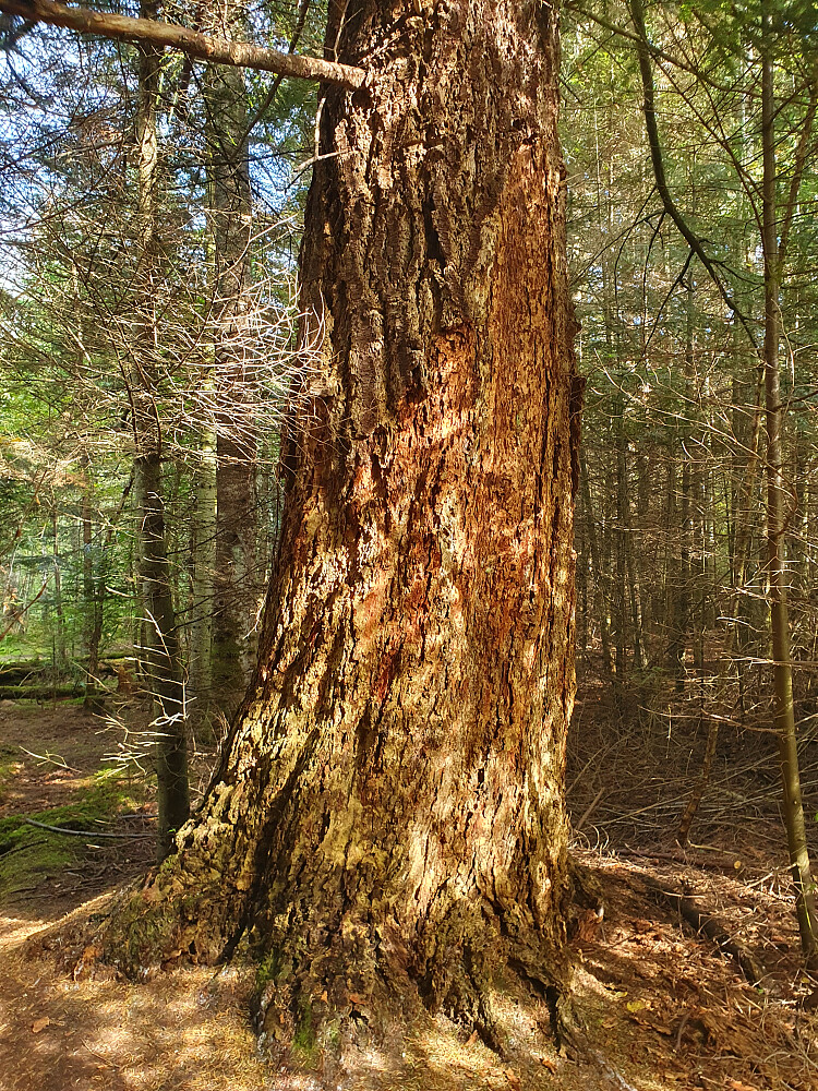 Det fjerde største treet i Retiroskogen (gran).