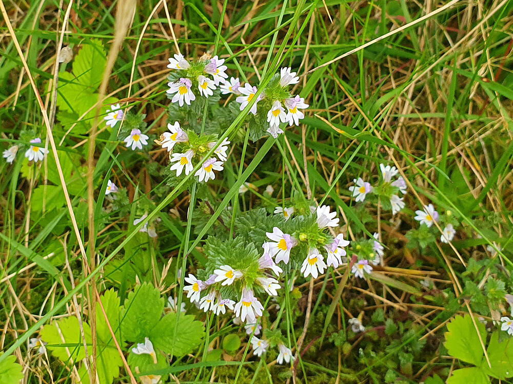 Øyentrøst - Euphrasia officinnalis