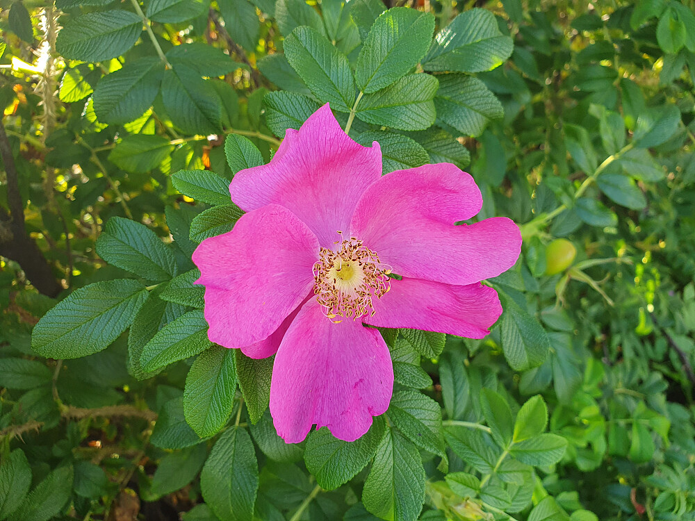 Nypeblomst