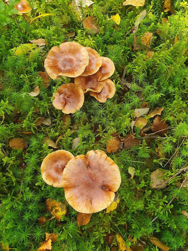 Bjørkemusserong