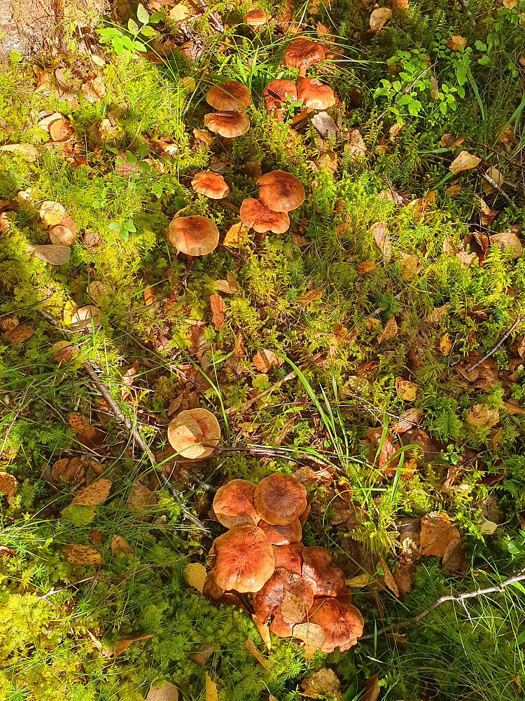 Bjørkemusserong