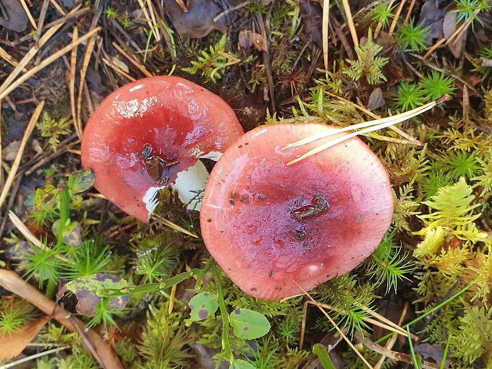 Sumpkremle