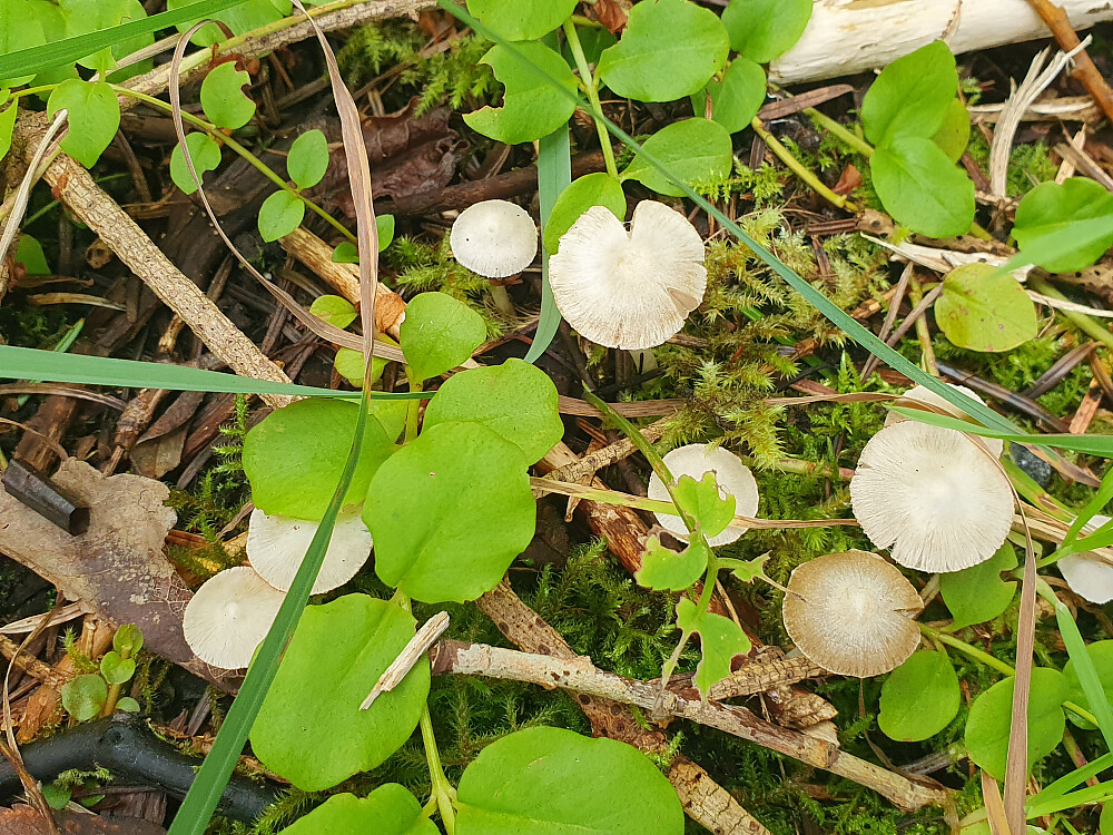 Innocybe geophylla - Silketrevlesopp