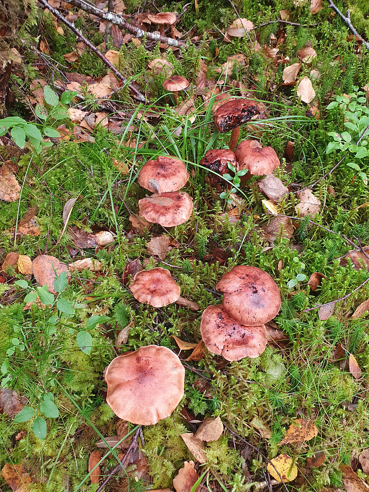 Bjørkemusserong 