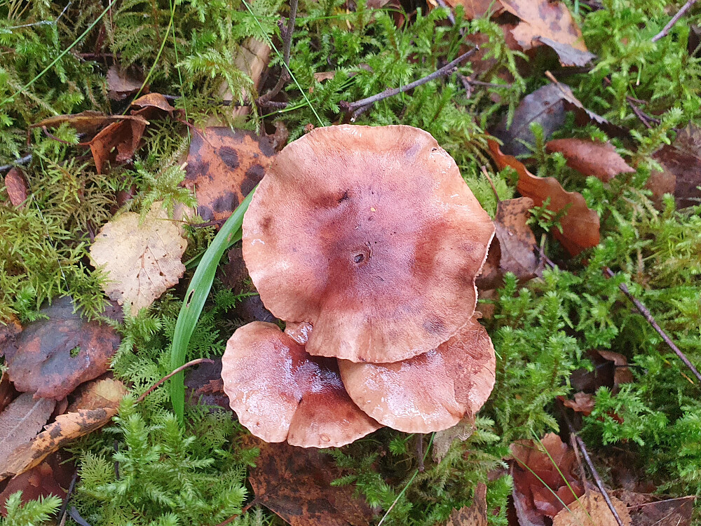 Bjørkemusserong 
