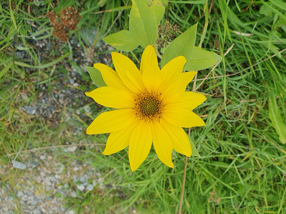 Solsikke 