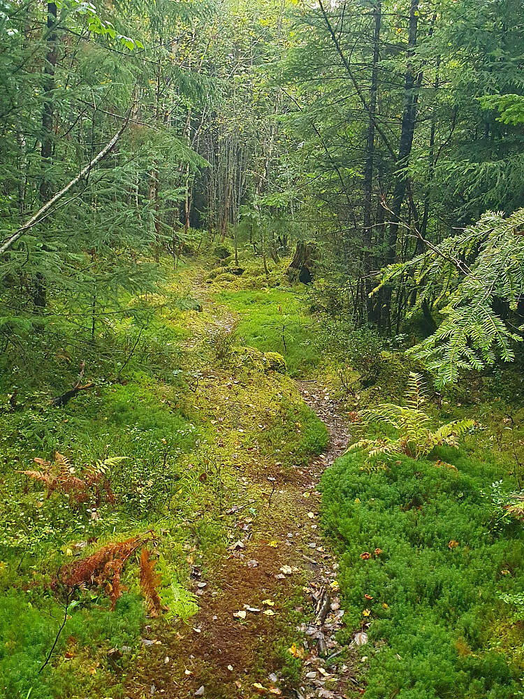 Råket over Retirohaugen
