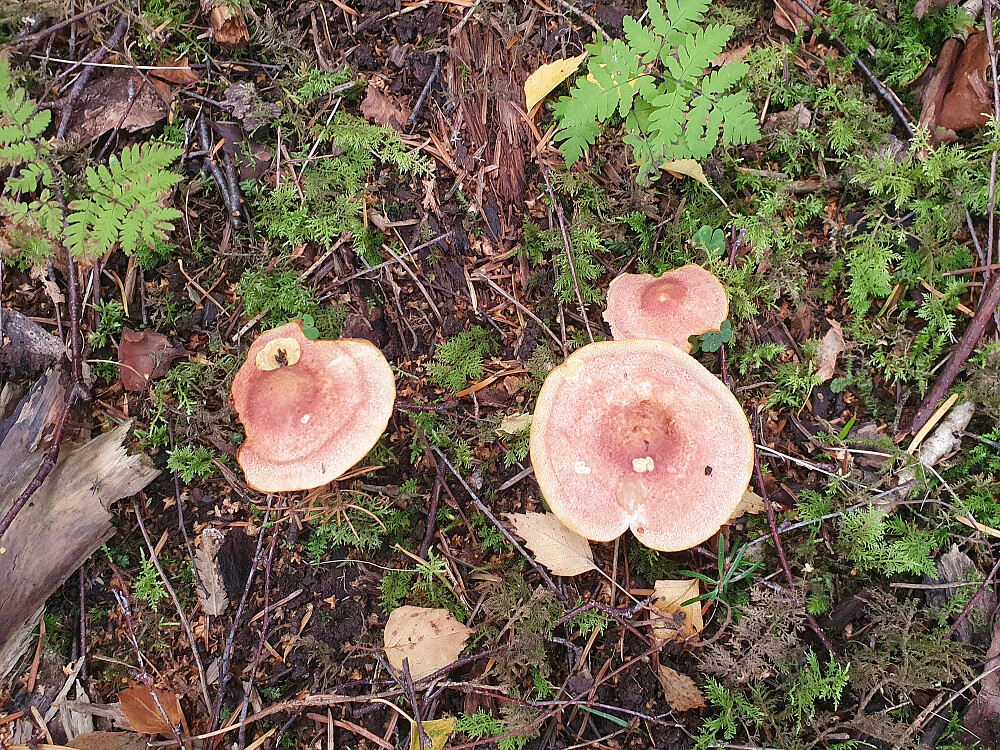 Rød stubbemusserong 