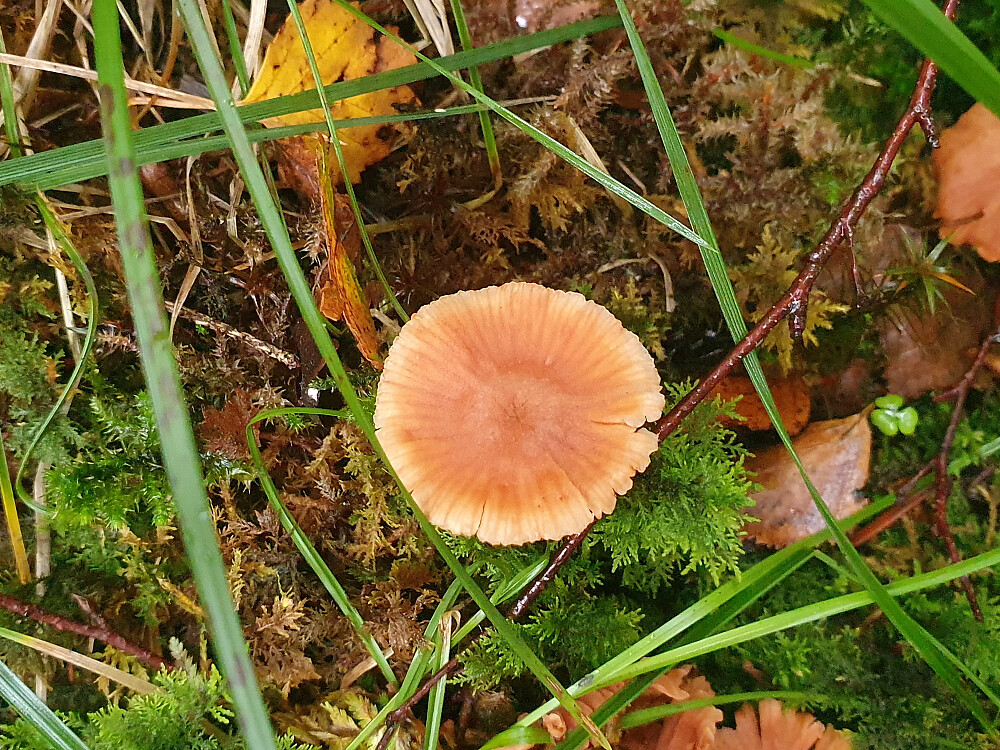 Lakssopp 