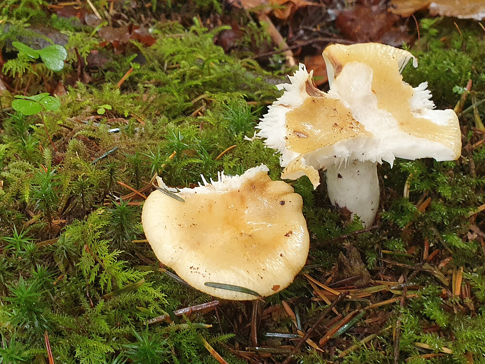Skarp gulkremle 
