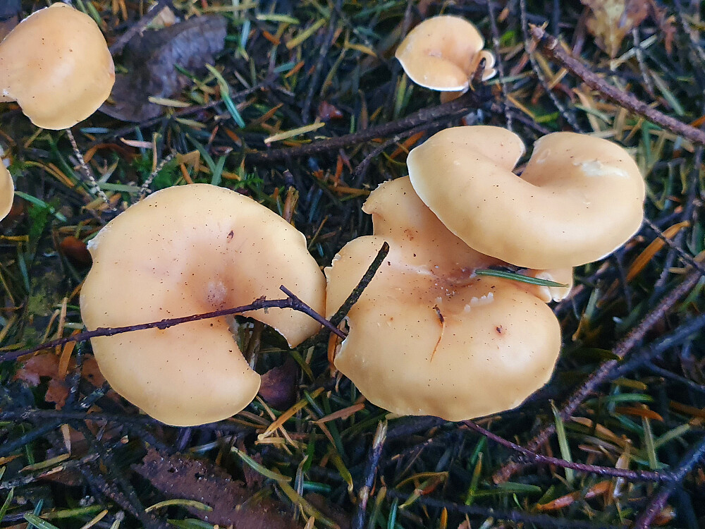 Gulbrun ridderhatt 