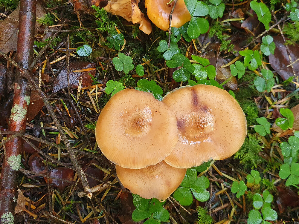 Klubbehonningsopp