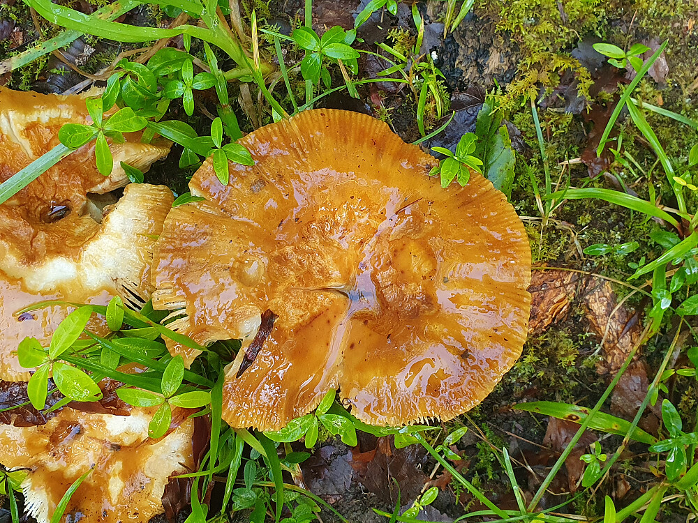 Marsipankremle 