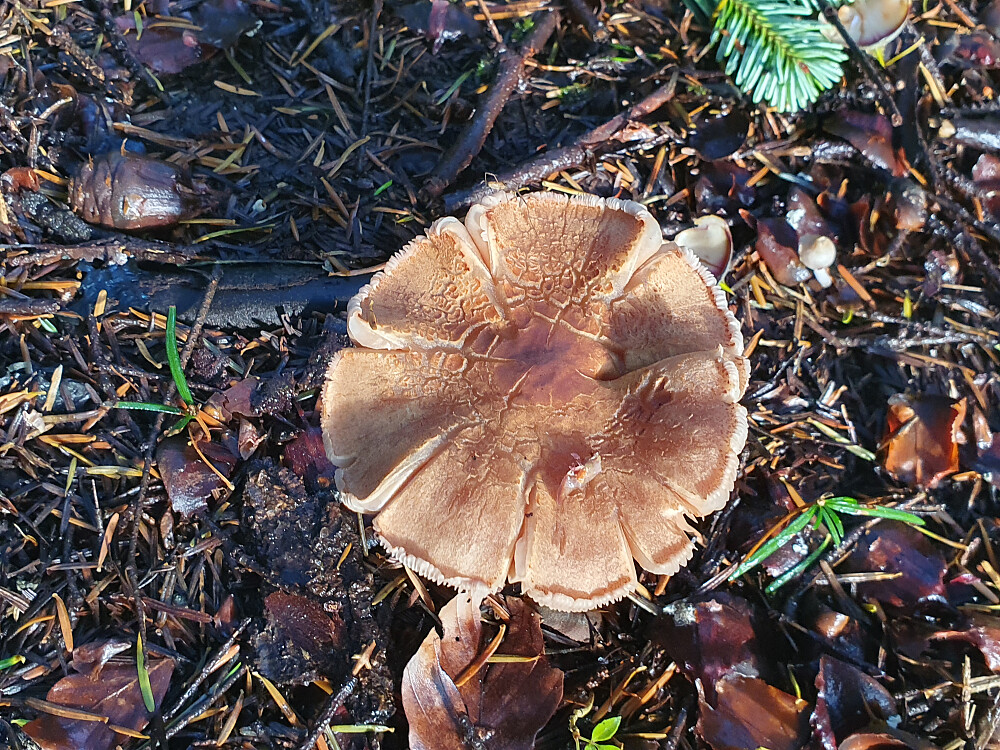Stubbemusserong 
