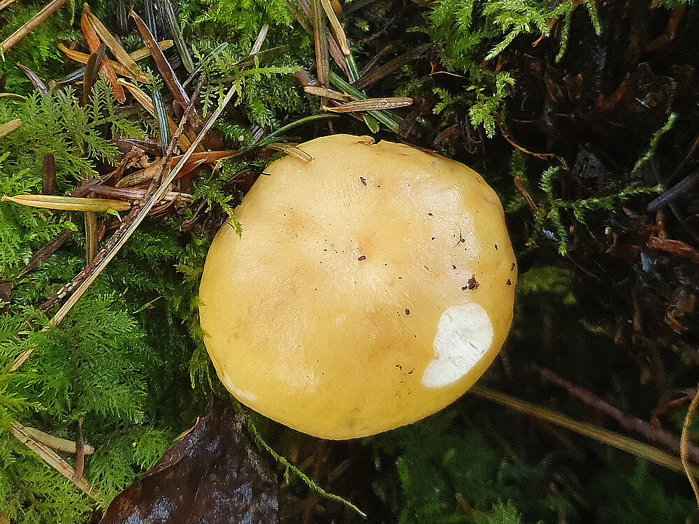 Gulkremle 