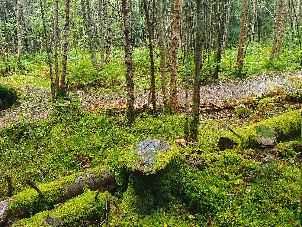 Retiroskogen 