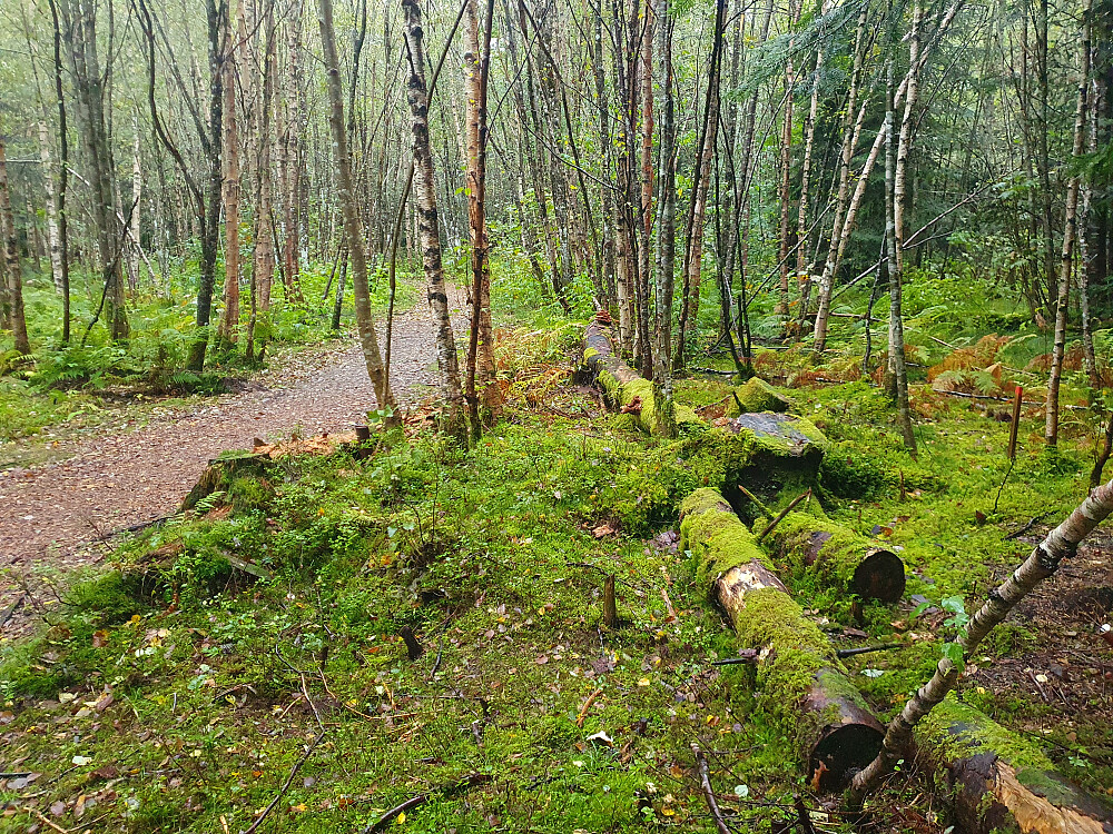 Retiroskogen 