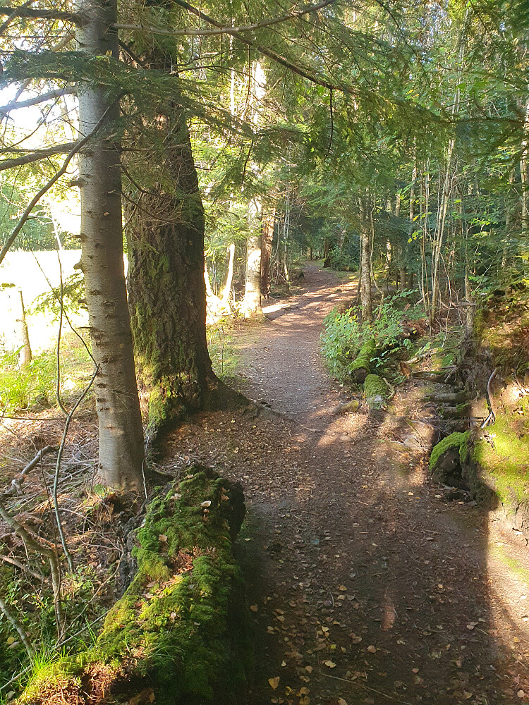 Retiroskogen