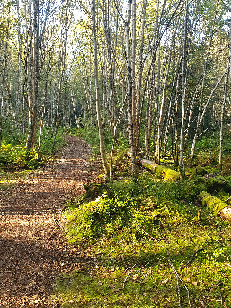Retiroskogen 