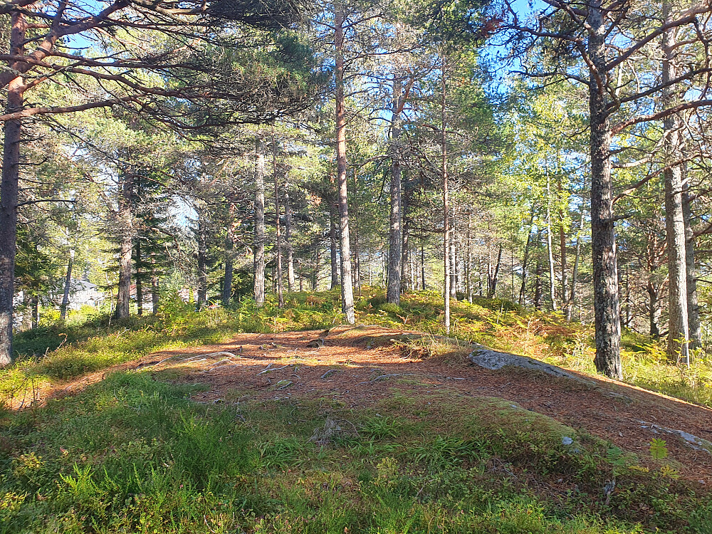 Sjølskotthaugen 