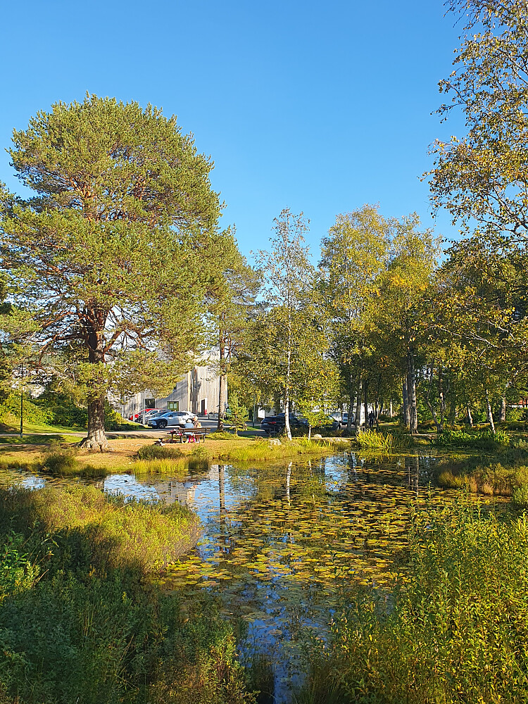 Tjønn på Romsdalsmuseet 