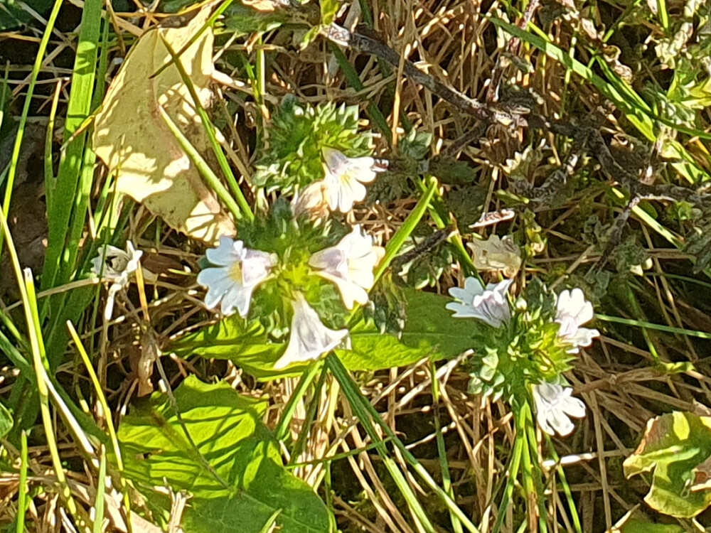 Øyentrøst - Euphrasia officinnalis 