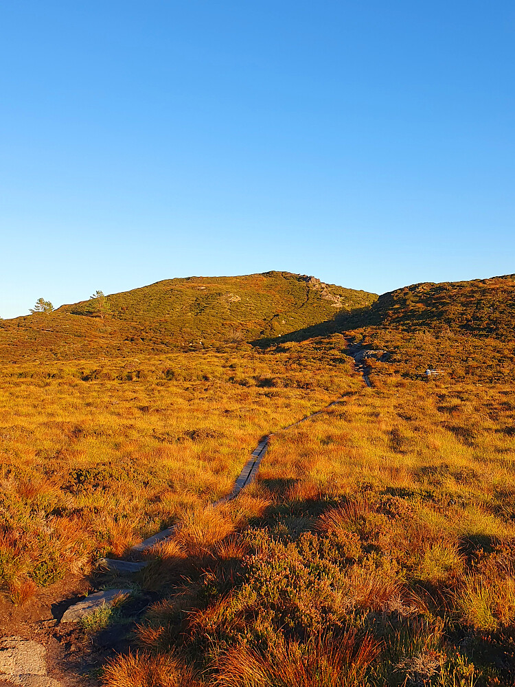 Grønhaugen 