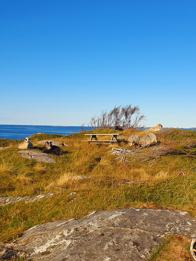 Sau på beite på Rindarøya 