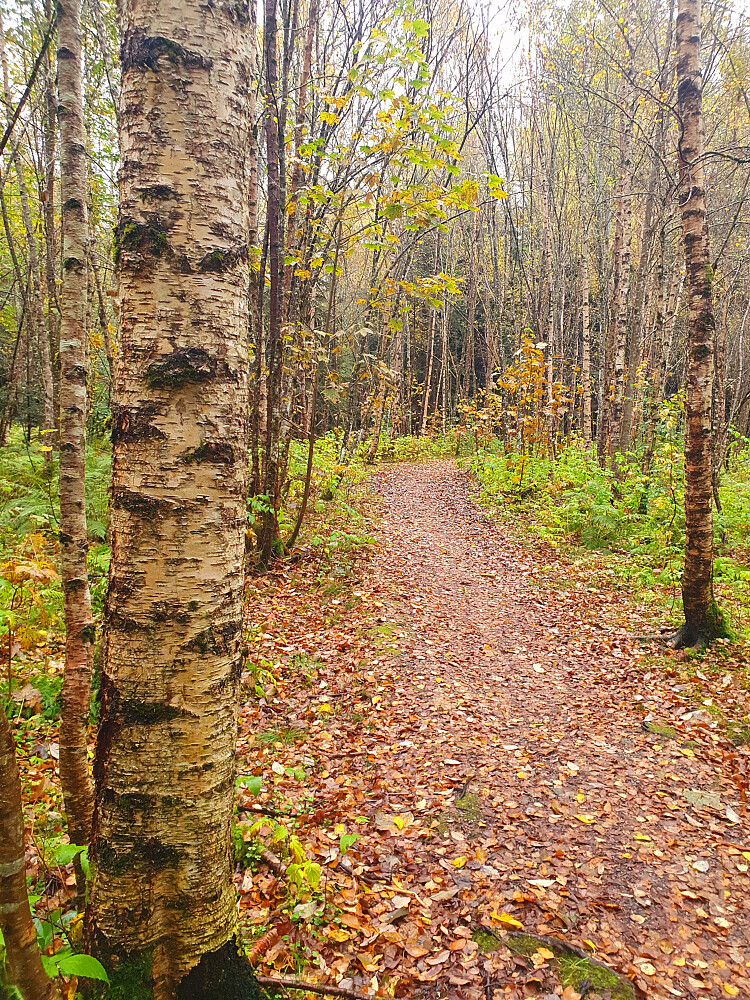 Retiroskogen 