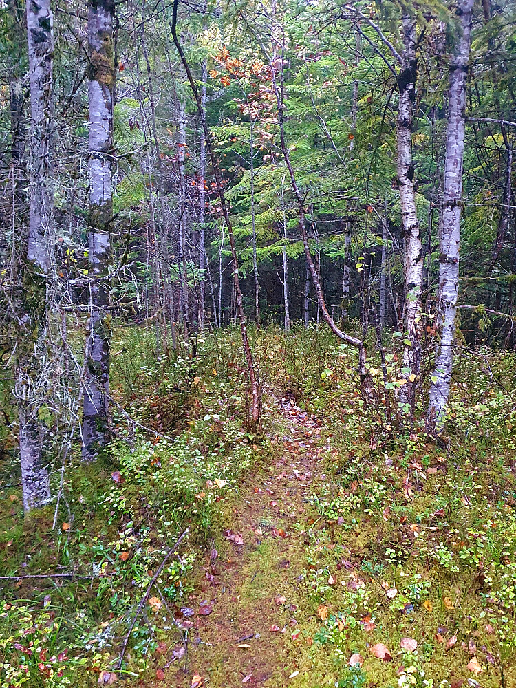 Over Retirohaugen 