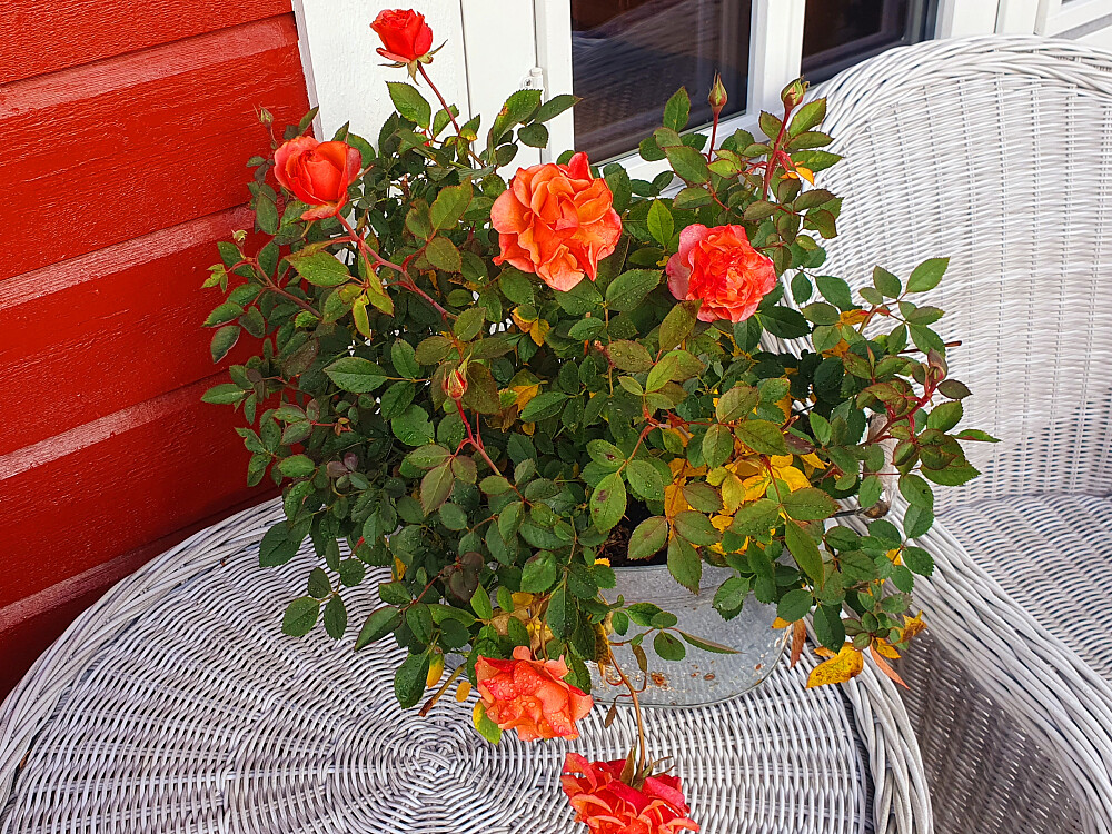 Rosene fra april blomstrer enda :-) 