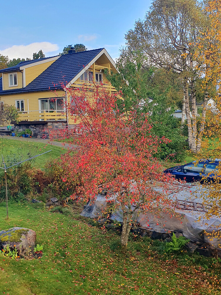 Litt fargeprakt i hagen 