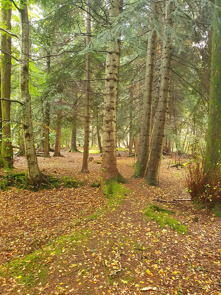 Retiroskogen 