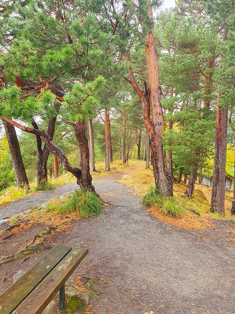 Rekneshaugen 