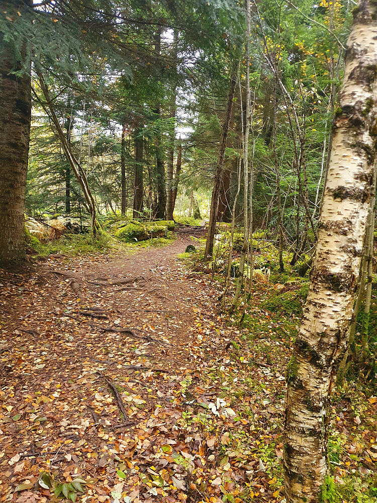Retiroskogen 