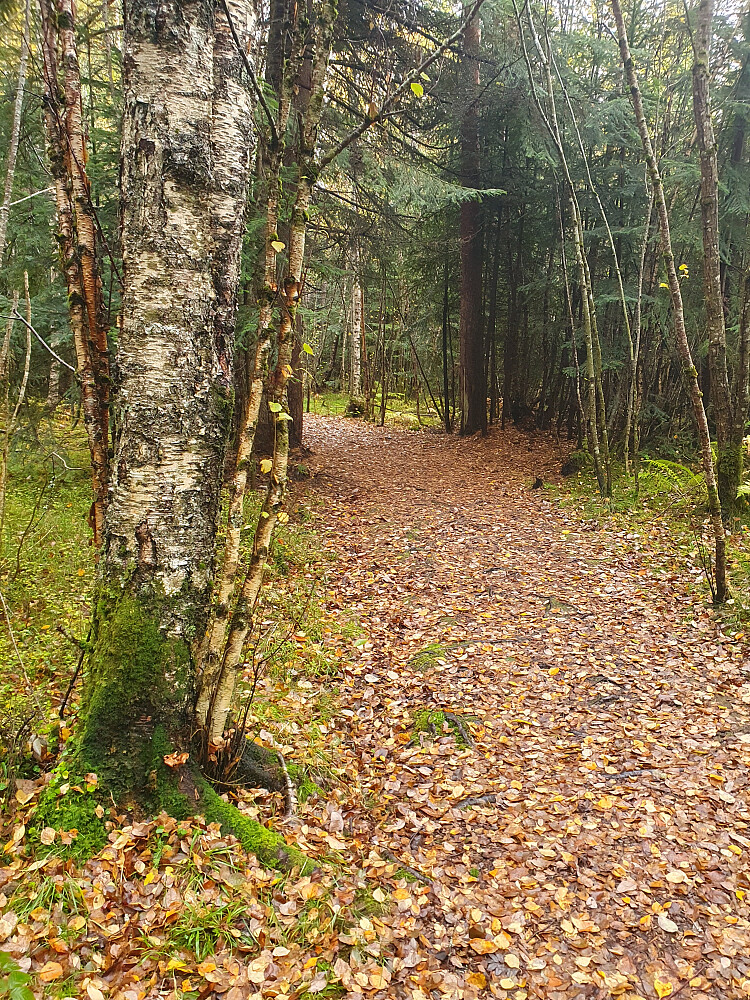 Retiroskogen 