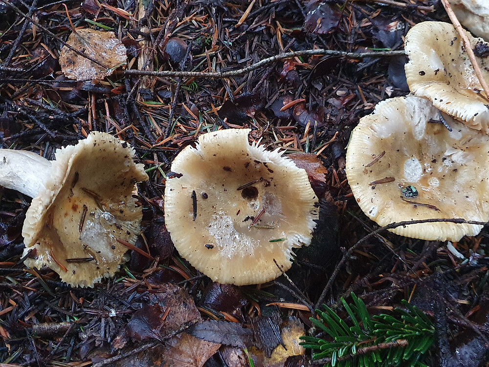 Skarp Gulkremle 