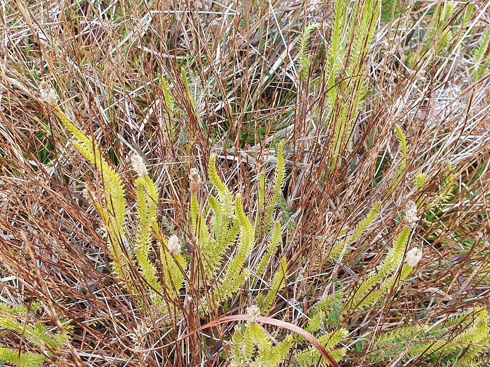 Skogkråkefot (Stri kråkefot) 