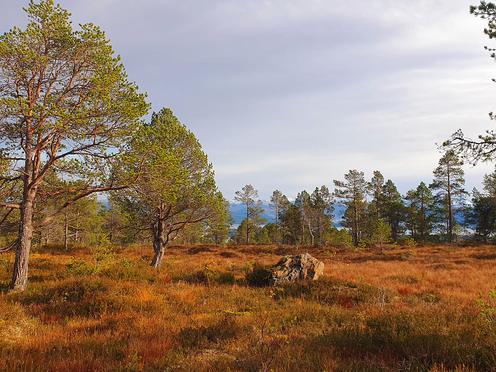 Hindalsrøra 