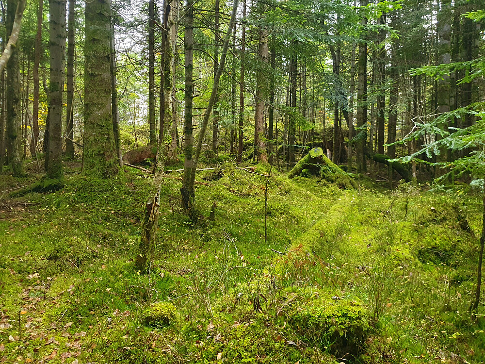Retirohaugen 