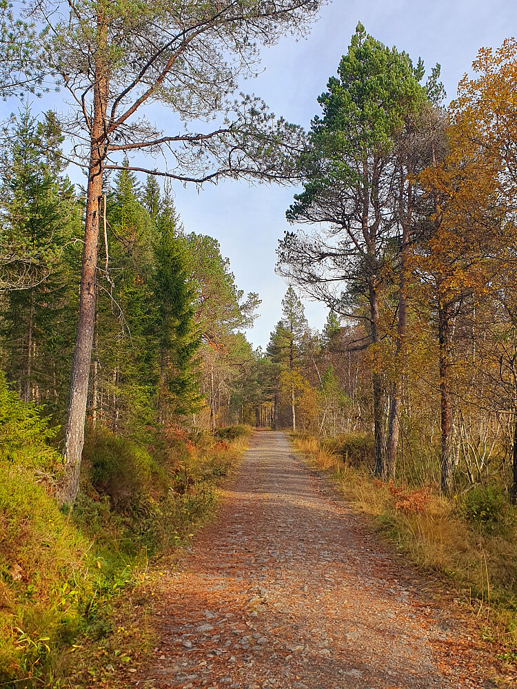 Opp Skyttervegen 