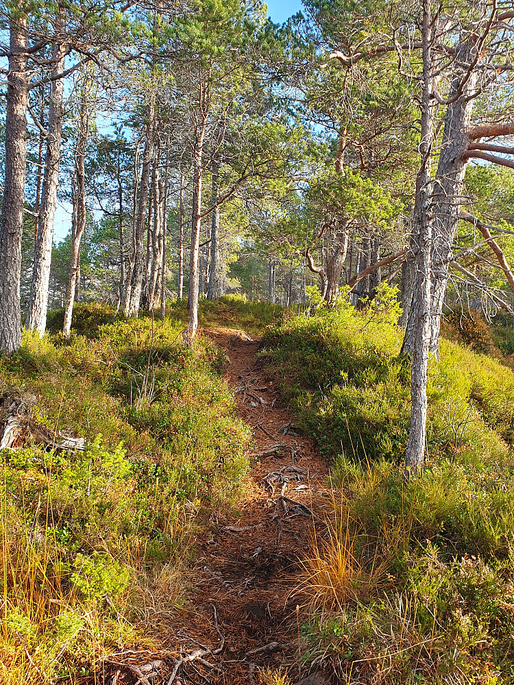 Råk i nydelig småskog
