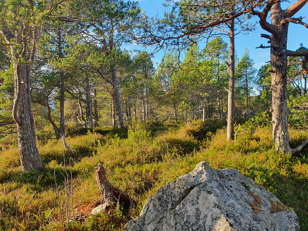 På Jensgurilia