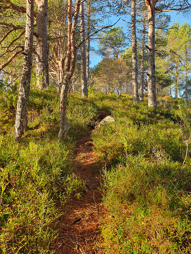 Fint råk over Jensgurilia