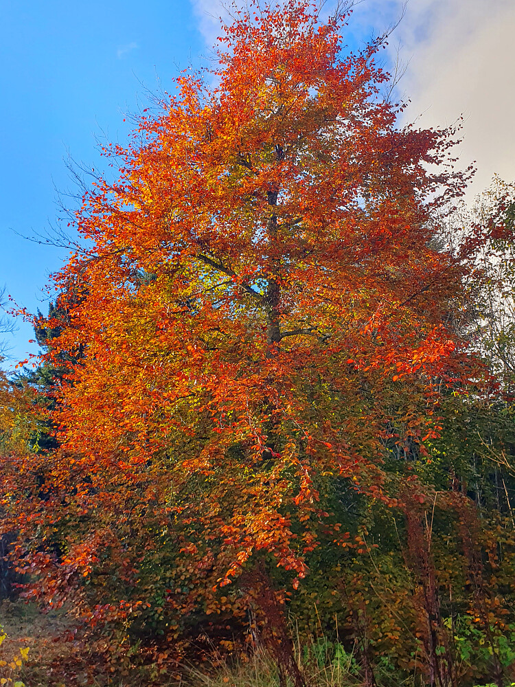 Bøk ved Villa Retiro
